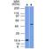 SRY-Box 10 antibody, 33-853, ProSci, Western Blot image 