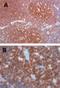 C-Terminal Src Kinase antibody, NB100-808, Novus Biologicals, Immunohistochemistry frozen image 