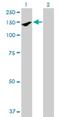 Par-3 Family Cell Polarity Regulator antibody, H00056288-B01P, Novus Biologicals, Western Blot image 