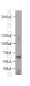 La Ribonucleoprotein Domain Family Member 7 antibody, 17067-1-AP, Proteintech Group, Western Blot image 