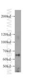 La-related protein 7 antibody, 17067-1-AP, Proteintech Group, Western Blot image 