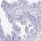 Testis Expressed 12 antibody, HPA038290, Atlas Antibodies, Immunohistochemistry frozen image 