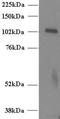 Unc-13 Homolog D antibody, NB100-1434, Novus Biologicals, Western Blot image 