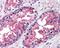 Valosin Containing Protein antibody, 49-154, ProSci, Immunohistochemistry paraffin image 