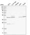 C-X-C chemokine receptor type 7 antibody, HPA032003, Atlas Antibodies, Western Blot image 