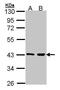 Mitogen-Activated Protein Kinase Kinase 3 antibody, PA5-28590, Invitrogen Antibodies, Western Blot image 