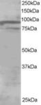 Oxysterol Binding Protein Like 11 antibody, MBS421442, MyBioSource, Western Blot image 