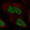 Protein Phosphatase 4 Regulatory Subunit 2 antibody, NBP2-58011, Novus Biologicals, Immunofluorescence image 