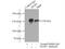 Diaphanous Related Formin 1 antibody, 20624-1-AP, Proteintech Group, Immunoprecipitation image 