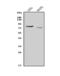 Nectin Cell Adhesion Molecule 3 antibody, A09633-3, Boster Biological Technology, Western Blot image 