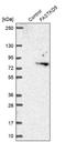 FAST Kinase Domains 5 antibody, NBP1-91888, Novus Biologicals, Western Blot image 