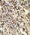 Proteasome Subunit Alpha 7 antibody, abx034050, Abbexa, Immunohistochemistry paraffin image 