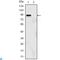 Kruppel Like Factor 4 antibody, LS-C812626, Lifespan Biosciences, Immunohistochemistry paraffin image 