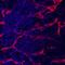 Endoglin antibody, MA5-23894, Invitrogen Antibodies, Immunohistochemistry frozen image 