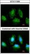 Inhibitor Of Nuclear Factor Kappa B Kinase Subunit Epsilon antibody, GTX111350, GeneTex, Immunocytochemistry image 