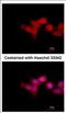 OTU Domain Containing 6B antibody, NBP2-19644, Novus Biologicals, Immunocytochemistry image 