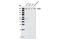 RPTOR Independent Companion Of MTOR Complex 2 antibody, 2140S, Cell Signaling Technology, Western Blot image 