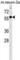 Beta-1,4-N-Acetyl-Galactosaminyltransferase 1 antibody, abx030227, Abbexa, Western Blot image 