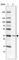 IBR domain-containing protein 1 antibody, HPA029598, Atlas Antibodies, Western Blot image 