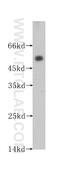 Acid Phosphatase, Prostate antibody, 60176-1-Ig, Proteintech Group, Western Blot image 
