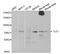 TLE Family Member 1, Transcriptional Corepressor antibody, MBS2518231, MyBioSource, Western Blot image 