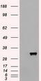 Apolipoprotein M antibody, LS-C114365, Lifespan Biosciences, Western Blot image 