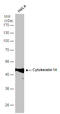 Keratin 14 antibody, GTX104124, GeneTex, Western Blot image 