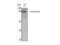 Catenin Beta 1 antibody, STJ92040, St John