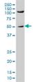 SHC Adaptor Protein 1 antibody, H00006464-M01, Novus Biologicals, Western Blot image 