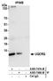 Ubiquinol-Cytochrome C Reductase Complex III Subunit VII antibody, A305-747A-M, Bethyl Labs, Immunoprecipitation image 