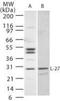 IL-27 antibody, PA1-24498, Invitrogen Antibodies, Western Blot image 