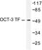 POU Class 5 Homeobox 1 antibody, LS-C176150, Lifespan Biosciences, Western Blot image 