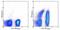 Immunoglobulin superfamily member 2 antibody, 14-1019-82, Invitrogen Antibodies, Flow Cytometry image 