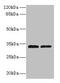 Transmembrane Protein 71 antibody, CSB-PA023875LA01HU, Cusabio, Western Blot image 