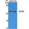 Tripartite Motif Containing 68 antibody, LS-C386849, Lifespan Biosciences, Western Blot image 