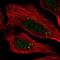 Centrosomal Protein 112 antibody, PA5-55088, Invitrogen Antibodies, Immunofluorescence image 