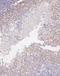 Gap Junction Protein Alpha 1 antibody, A00599, Boster Biological Technology, Immunohistochemistry frozen image 