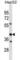 Stomatin Like 2 antibody, abx031486, Abbexa, Western Blot image 