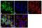 TNF Receptor Superfamily Member 8 antibody, MA5-12532, Invitrogen Antibodies, Immunofluorescence image 