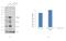 Paxillin antibody, MA1-24952, Invitrogen Antibodies, Western Blot image 