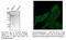 Formimidoyltransferase Cyclodeaminase antibody, AB0160-200, SICGEN, Western Blot image 