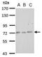 Cerebral Endothelial Cell Adhesion Molecule antibody, NBP2-15857, Novus Biologicals, Western Blot image 