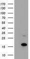 Coiled-Coil-Helix-Coiled-Coil-Helix Domain Containing 5 antibody, TA502373S, Origene, Western Blot image 