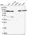 Coatomer Protein Complex Subunit Gamma 1 antibody, PA5-65414, Invitrogen Antibodies, Western Blot image 