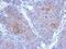 Protocadherin 10 antibody, PA5-31042, Invitrogen Antibodies, Immunohistochemistry paraffin image 