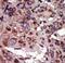 80 kDa diacylglycerol kinase antibody, LS-C101244, Lifespan Biosciences, Immunohistochemistry paraffin image 