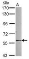 Nuclear Receptor Subfamily 1 Group D Member 2 antibody, GTX115322, GeneTex, Western Blot image 