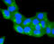 Caveolin 2 antibody, 13-798, ProSci, Immunofluorescence image 