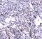 Growth Factor Independent 1 Transcriptional Repressor antibody, A00888-1, Boster Biological Technology, Immunohistochemistry paraffin image 