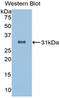 Sirtuin 3 antibody, LS-C303496, Lifespan Biosciences, Western Blot image 